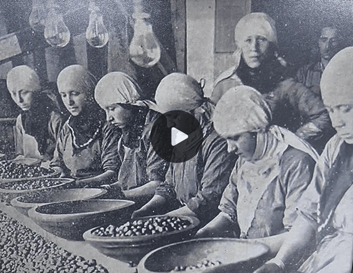 A historical photograph of Durak Hazelnuts